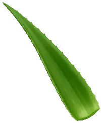 heilpflanze