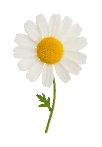 heilpflanze
